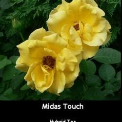 Rose (Rosa 'Midas Touch') in the Roses Database.